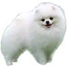 🐶