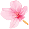 🌺