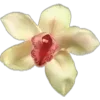 🌼