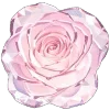🌸