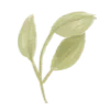 🌿