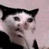 🐱