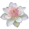 🌸