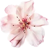 🌸