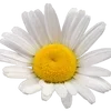 🌼