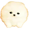 🐶