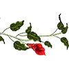 🌹