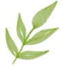 🌿