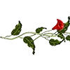 🌹