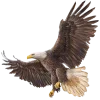 🦅