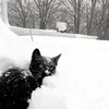 🐈‍⬛