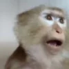 😳