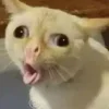 🌚