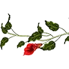 🌹