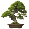 🌳