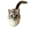 🐈