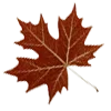 🍁