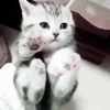 🐱