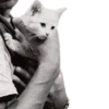 🐈