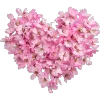 🌷
