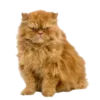 🐈
