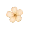 🌼