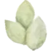 🌱