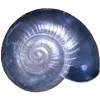 🐚