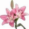 🌸