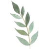 🌱