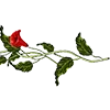 🌹