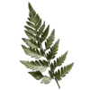 🌿