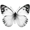 🦋