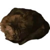🐈