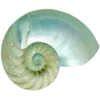 🐚