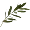 🌿