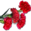🌹