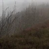 🌫️