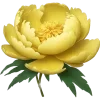 🌼