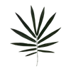 🌿