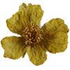 🌼