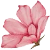 🌸