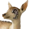 🦌