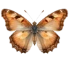 🦋