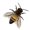 🐝