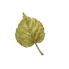🍀