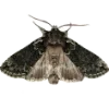 🦋