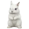🐰