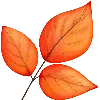 🍂