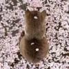 🌸